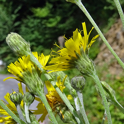 Glattes Habichtskraut / Hieracium laevigatum