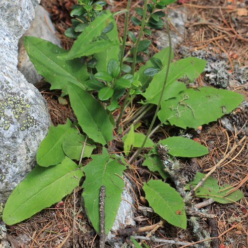 Wald-Habichtskraut / Hieracium murorum