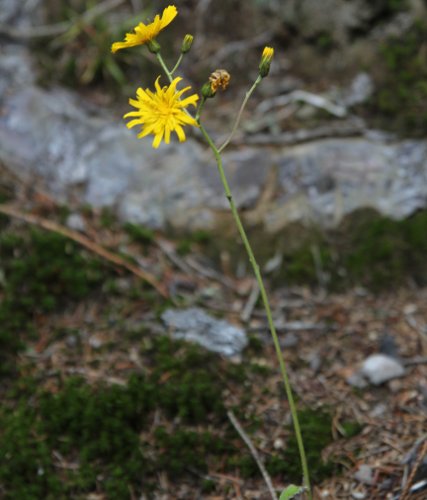 Wald-Habichtskraut / Hieracium murorum