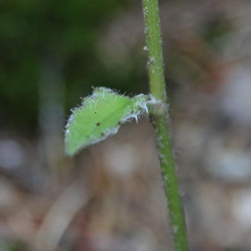 Wald-Habichtskraut / Hieracium murorum