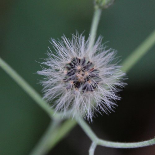 Wald-Habichtskraut / Hieracium murorum