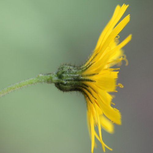 Wald-Habichtskraut / Hieracium murorum