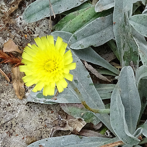 Lepeletiers Habichtskraut / Hieracium peletierianum