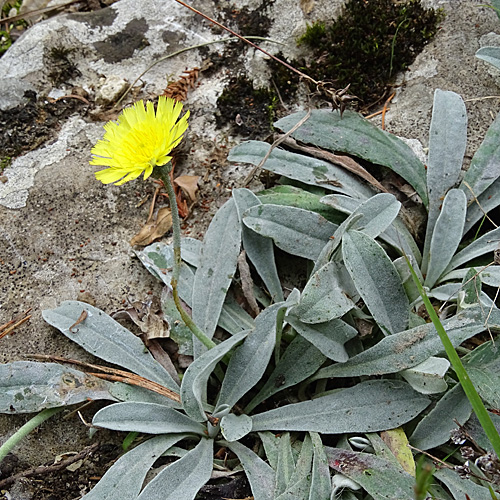 Lepeletiers Habichtskraut / Hieracium peletierianum