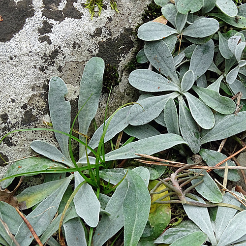 Lepeletiers Habichtskraut / Hieracium peletierianum