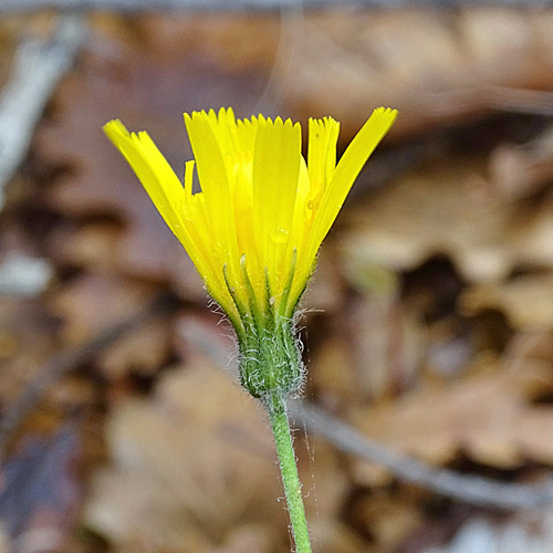 Geflecktes Habichtskraut / Hieracium pictum