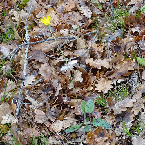 Geflecktes Habichtskraut / Hieracium pictum