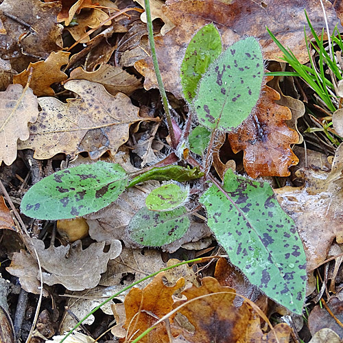 Geflecktes Habichtskraut / Hieracium pictum