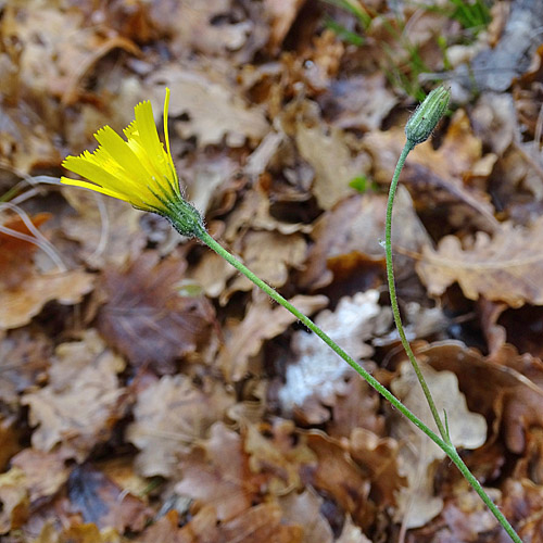 Geflecktes Habichtskraut / Hieracium pictum