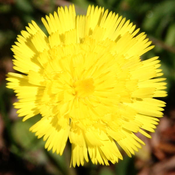 Langhaariges Habichtskraut / Hieracium pilosella