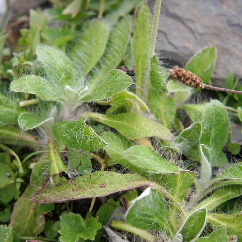 Langhaariges Habichtskraut / Hieracium pilosella