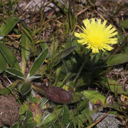 Langhaariges Habichtskraut / Hieracium pilosella