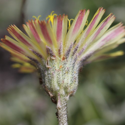 Langhaariges Habichtskraut / Hieracium pilosella