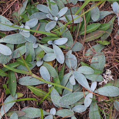 Langhaariges Habichtskraut / Hieracium pilosella