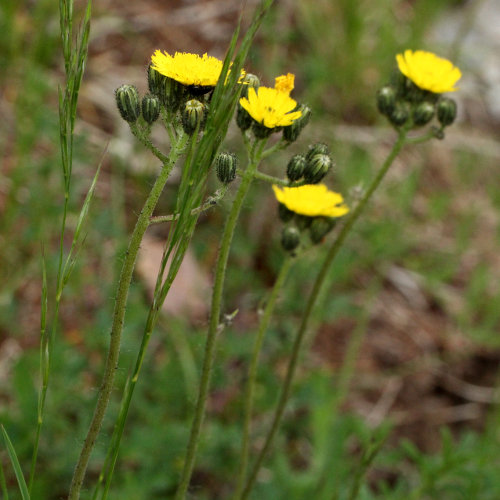 Florentiner Habichtskraut / Hieracium piloselloides