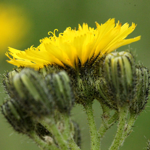 Florentiner Habichtskraut / Hieracium piloselloides