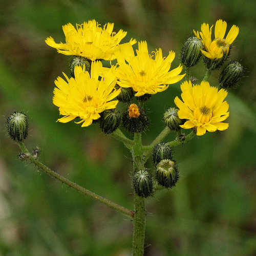 Florentiner Habichtskraut / Hieracium piloselloides