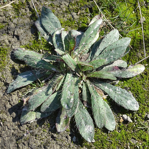 Florentiner Habichtskraut / Hieracium piloselloides