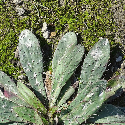 Florentiner Habichtskraut / Hieracium piloselloides