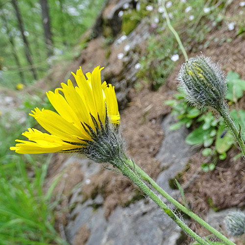 Moris' Habichtskraut / Hieracium pilosum