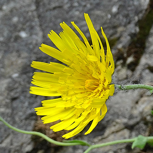 Moris' Habichtskraut / Hieracium pilosum