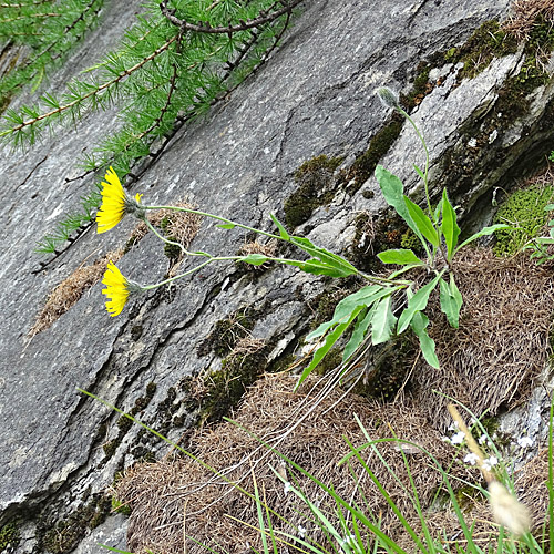 Moris' Habichtskraut / Hieracium pilosum