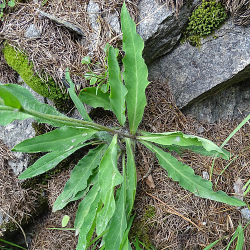 Moris' Habichtskraut / Hieracium pilosum