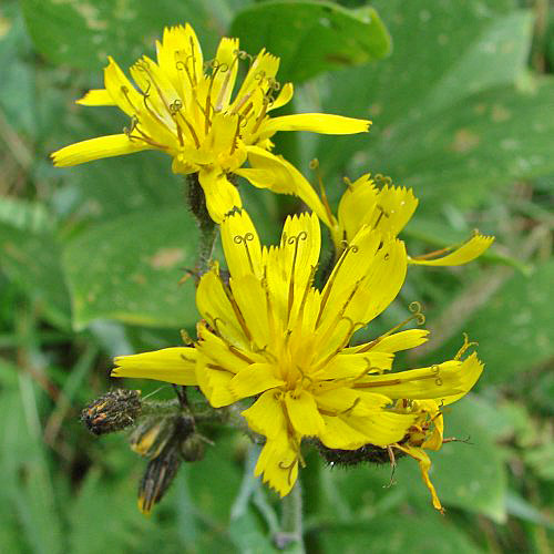 Hasenlattich-Habichtskraut / Hieracium prenanthoides