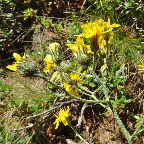 Hasenlattich-Habichtskraut / Hieracium prenanthoides