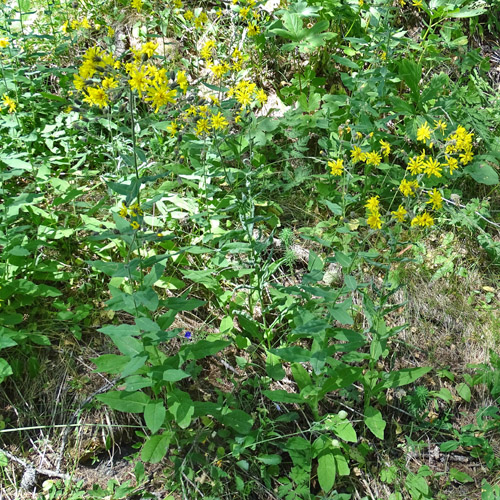 Hasenlattich-Habichtskraut / Hieracium prenanthoides