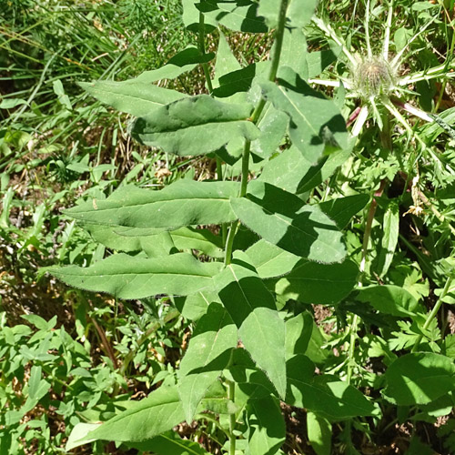 Hasenlattich-Habichtskraut / Hieracium prenanthoides