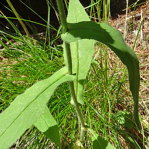 Hasenlattich-Habichtskraut / Hieracium prenanthoides