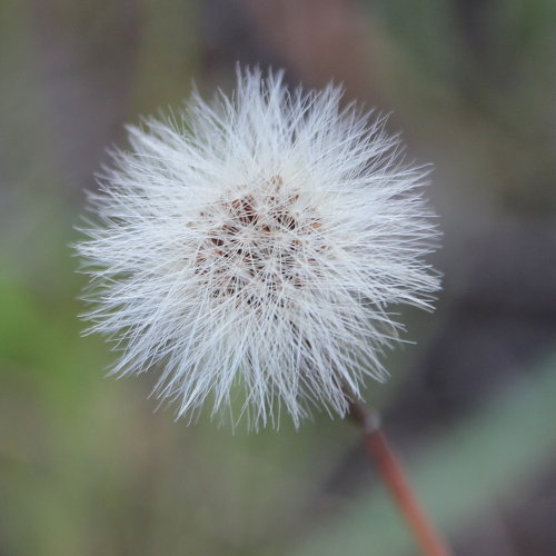 Grasnelkenblättriges Habichtskraut / Hieracium staticifolium