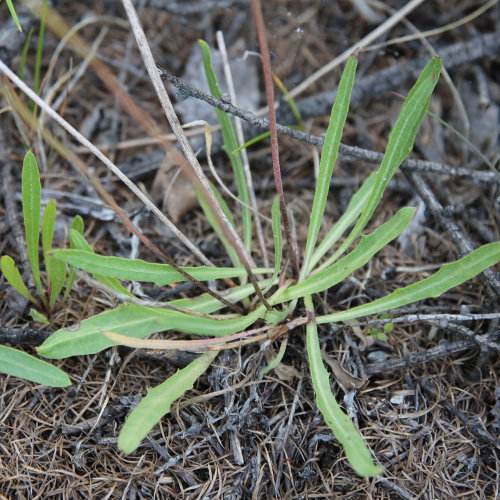 Grasnelkenblättriges Habichtskraut / Hieracium staticifolium