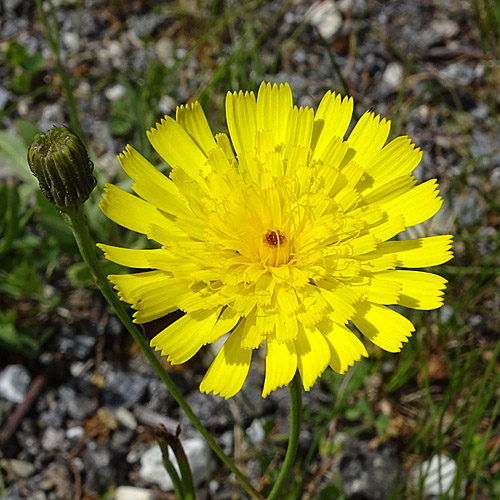 Grasnelkenblättriges Habichtskraut / Hieracium staticifolium