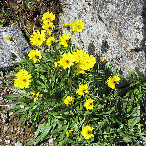 Grasnelkenblättriges Habichtskraut / Hieracium staticifolium