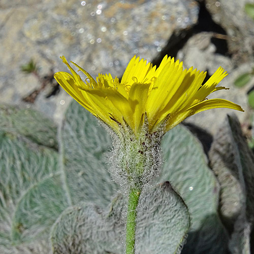 Filziges Habichtskraut / Hieracium tomentosum