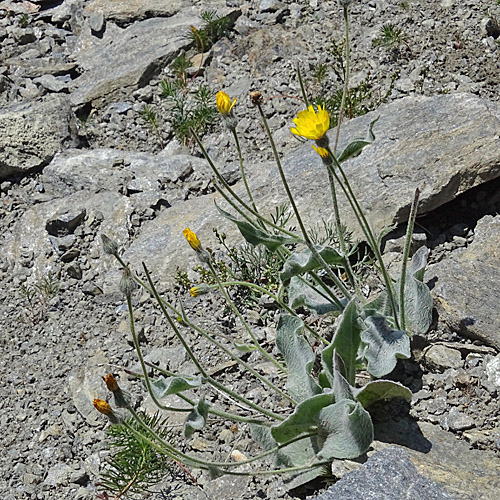 Filziges Habichtskraut / Hieracium tomentosum