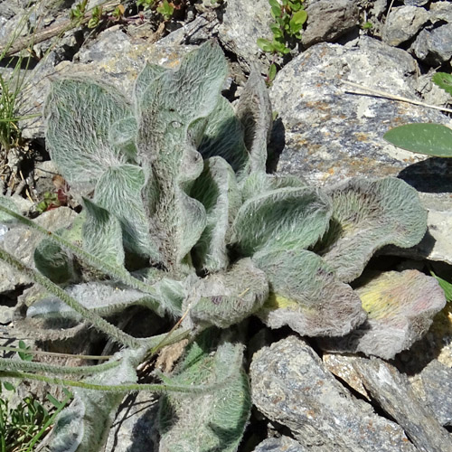 Filziges Habichtskraut / Hieracium tomentosum