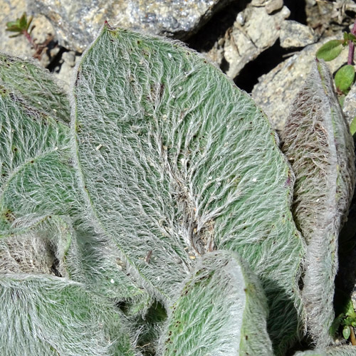 Filziges Habichtskraut / Hieracium tomentosum