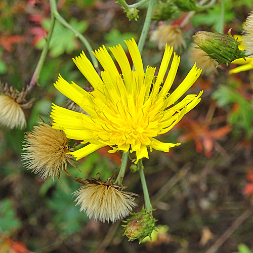 Doldiges Habichtskraut / Hieracium umbellatum