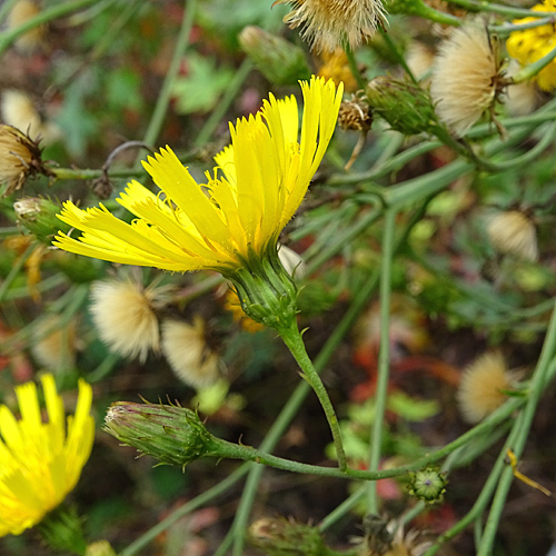 Doldiges Habichtskraut / Hieracium umbellatum