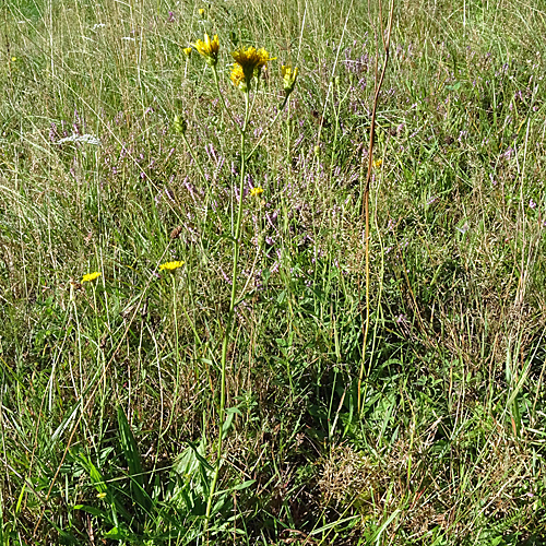 Doldiges Habichtskraut / Hieracium umbellatum