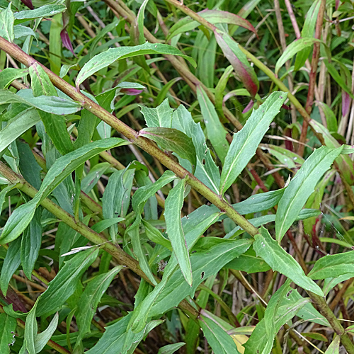 Doldiges Habichtskraut / Hieracium umbellatum