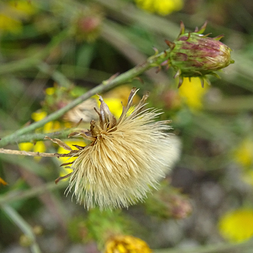 Doldiges Habichtskraut / Hieracium umbellatum