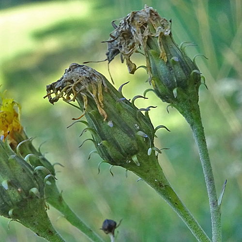 Doldiges Habichtskraut / Hieracium umbellatum