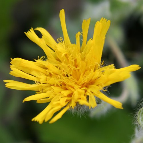 Zottiges Habichtskraut / Hieracium villosum