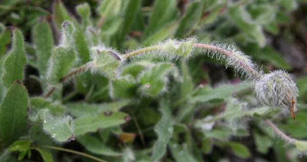 Zottiges Habichtskraut / Hieracium villosum