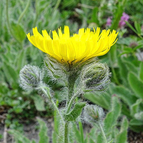 Zottiges Habichtskraut / Hieracium villosum