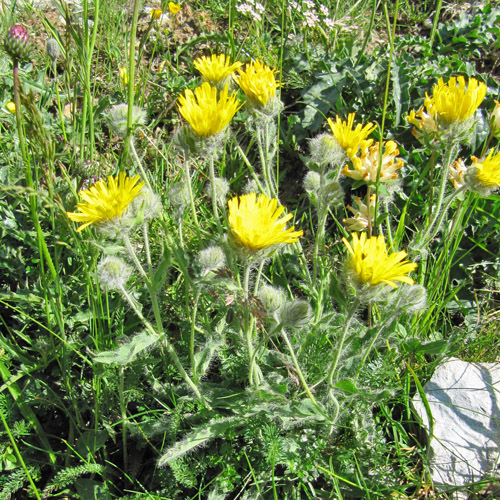 Zottiges Habichtskraut / Hieracium villosum